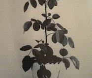 Le-sacre-du-Printemps-1980
